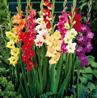 Gladiolus Flower seeds for Planting Vibrant Colors Heirloom & GMO Free Seeds for Home Garden