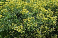 Heirloom Semi Erbe Flower seeds for Planting Drought Tolerant Heirloom & GMO Free Seeds for Home Garden 
 
 Sale for planting in home garden