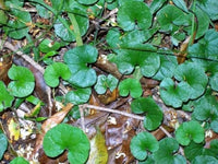 Green Dichondra Repens Lawn Flower seeds for Planting - Cut Flower Favorite, Heirloom & GMO Free Seeds for Home Garden