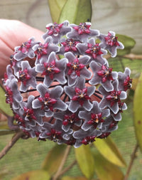 Black Carnosa Flower Seeds for Planting Seasonal Bloomer Heirloom & GMO Free Seeds for Home Garden
 
 Sale