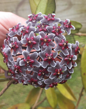 Black Carnosa Flower Seeds for Planting Seasonal Bloomer Heirloom & GMO Free Seeds for Home Garden
 
 Sale