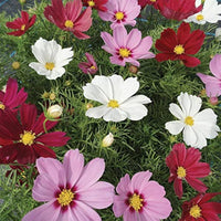 Cosmos Pink Picotee Flower Seeds for Elegant Pink Blooms in the Garden
