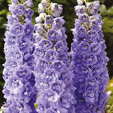 Delphinium Lavender Flower seeds for Planting - Perfect for Borders, Heirloom & GMO Free Seeds for Home Garden