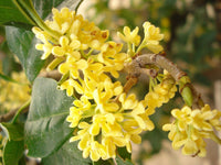 Yellow Osmanthus Flower seeds for Planting Garden Favorite Heirloom & GMO Free Seeds for Home Garden