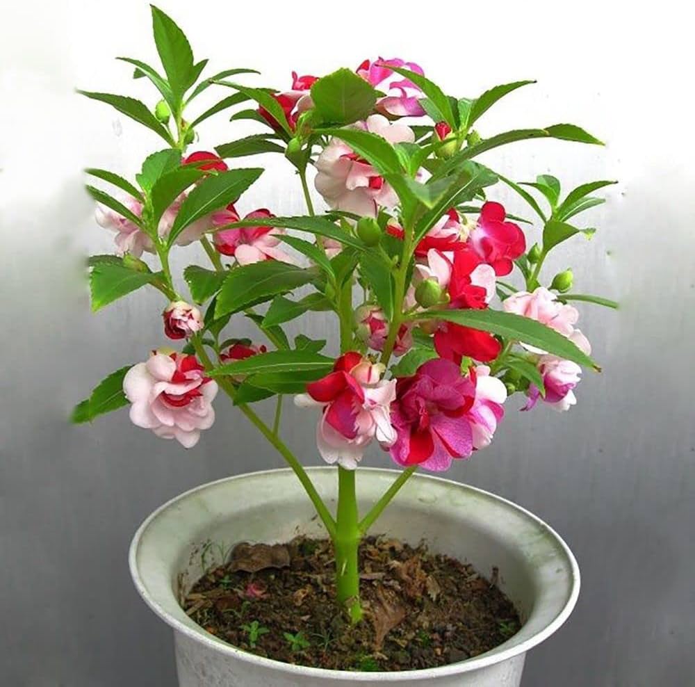 Edelsteinrosen Klettern auf, Flower Seeds