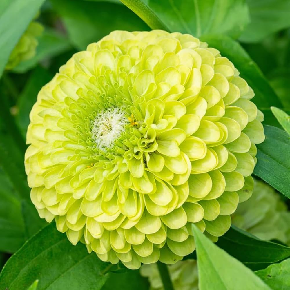 Envy Zinnia Flower seeds for Planting Drought Tolerant Heirloom & GMO Free Seeds for Home Garden 
 
 Sale