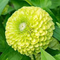 Envy Zinnia Flower seeds for Planting Drought Tolerant Heirloom & GMO Free Seeds for Home Garden 
 
 Sale