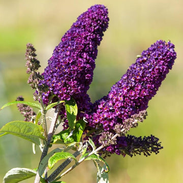 Violet Buddleja Flower seeds for Planting - Bright Blooms, Heirloom & GMO Free Seeds for Home Garden