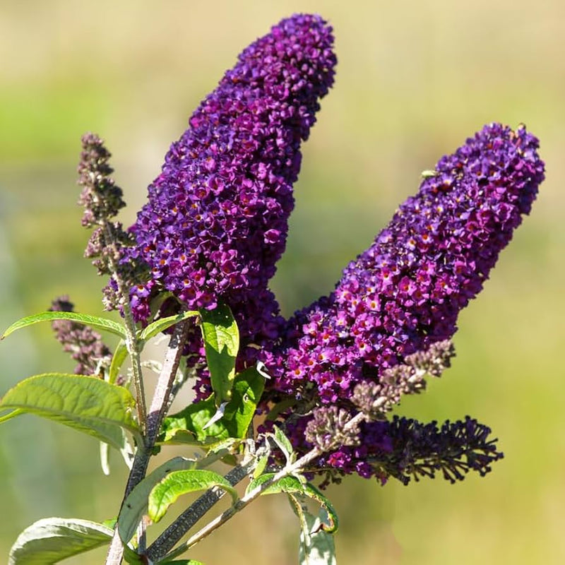 Violet Buddleja Flower seeds for Planting - Bright Blooms, Heirloom & GMO Free Seeds for Home Garden