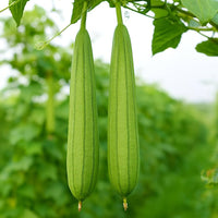 Sponge Gourd Vegetable Seeds for Easy Planting