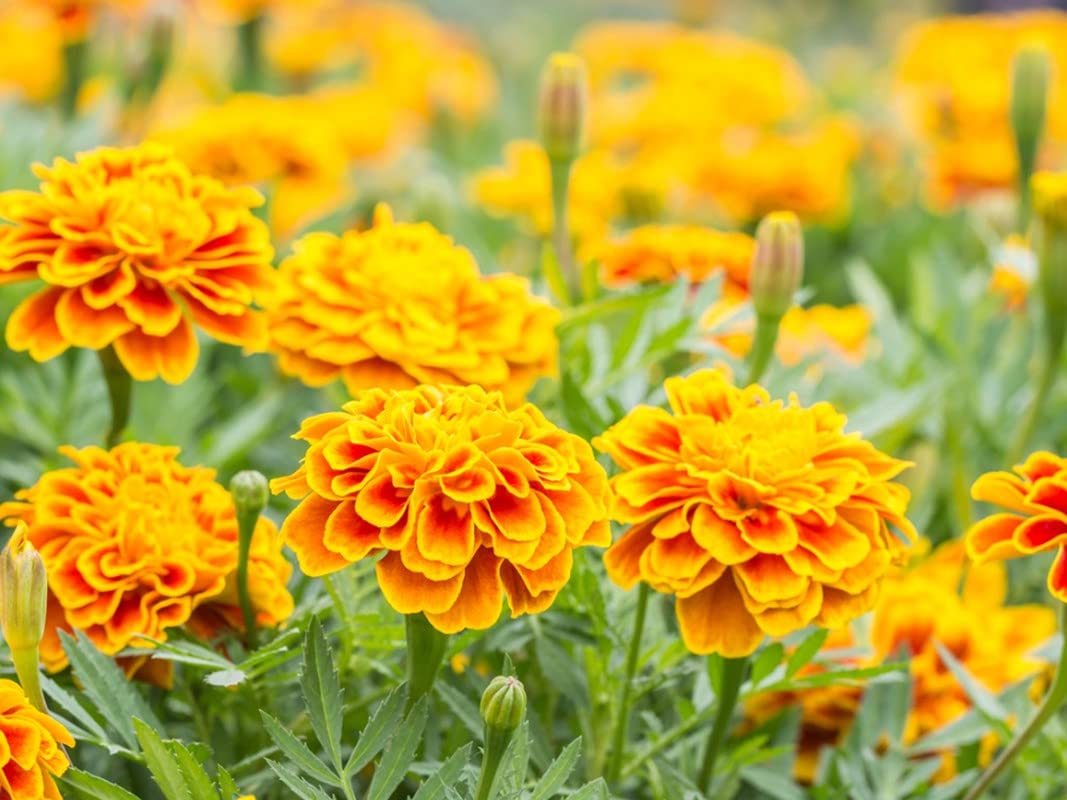 Chrysanthemum Marigold Flower seeds for Planting Bright Blooms Heirloom & GMO Free Seeds for Home Garden