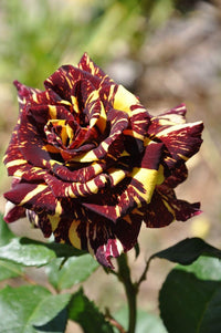 Red Yellow MultiColor Rose for Planting NonGMO Heirloom Garden Seeds Hardy Variety 
 
 Sale