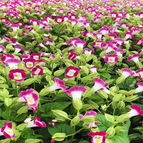 Torenia Fournieri Flower Seeds for Planting in Shade Garden and Flower Bed