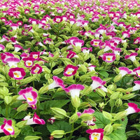 Torenia Fournieri Flower Seeds for Planting in Shade Garden and Flower Bed