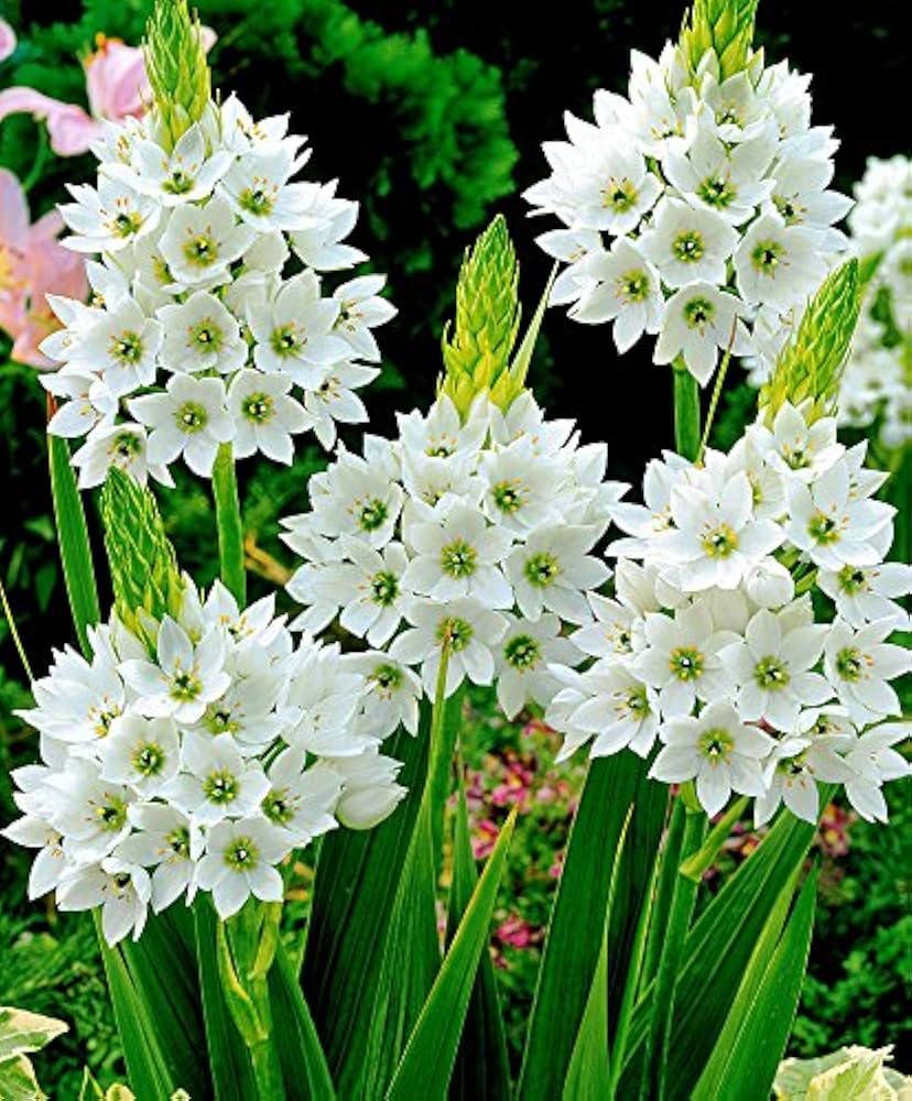 Ornithogalum Saundersiae Flower seeds for Planting Low Maintenance Heirloom & GMO Free Seeds for Home Garden
