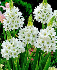 Ornithogalum Saundersiae Flower seeds for Planting Low Maintenance Heirloom & GMO Free Seeds for Home Garden