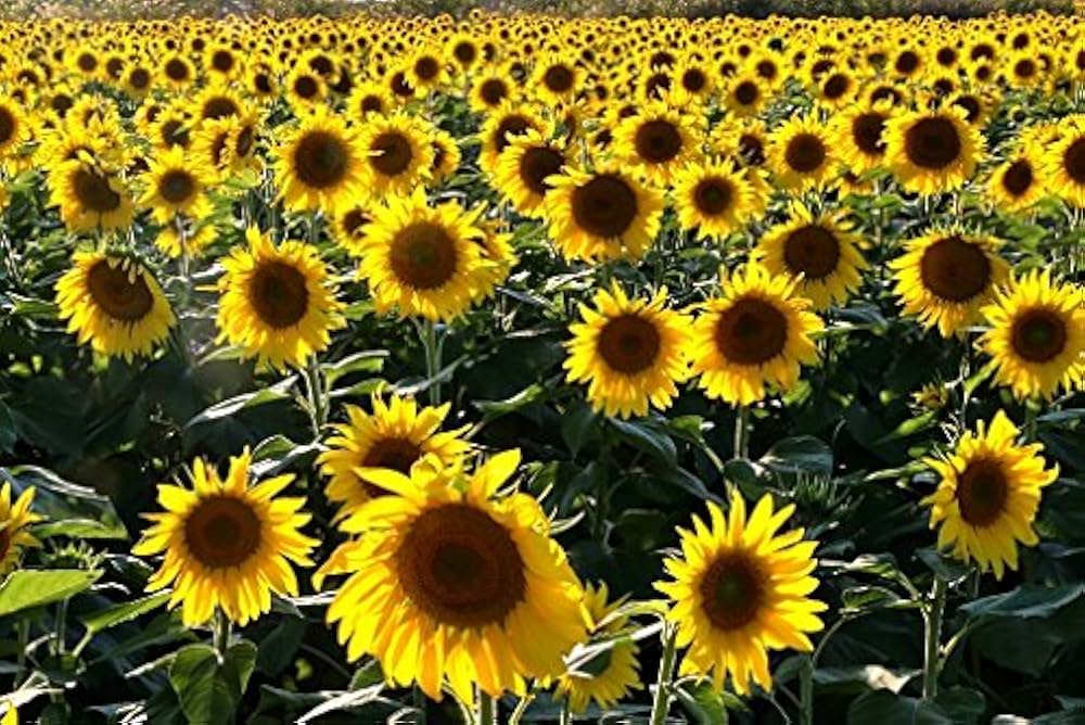 Sunflower Mix Helianthus annuus Seeds for Planting Backyard Field Garden