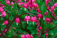 Bleeding (Bleeding Hearts) seeds for planting in home garden