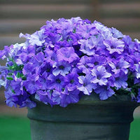 Light Purple Mini Violet Flower Seeds for Planting Perfect for Borders Heirloom & GMO Free Seeds for Home Garden
 
 Sale