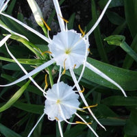 White Lycoris Radiata Flower Seeds - Elegant Planting Seeds for Beautiful Gardens