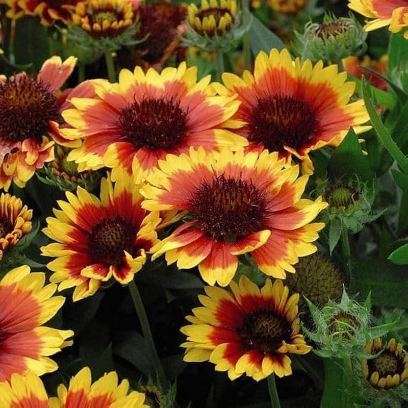 Yellow and Red Arizona Flower Seeds for Planting