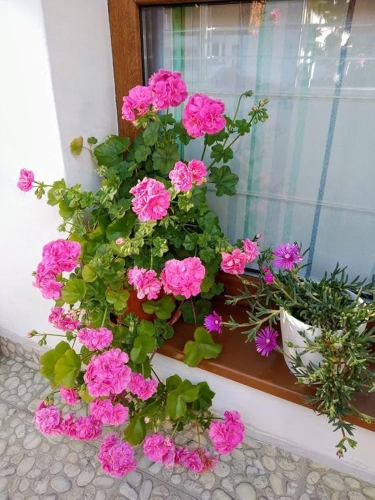 Violet Climbing Geranium Seeds for Planting  Enhance Your Garden