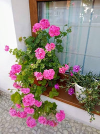 Violet Climbing Geranium Seeds for Planting  Enhance Your Garden