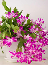 White Pink Zygocactus Flower seeds for Planting - Seasonal Bloomer, Heirloom & GMO Free Seeds for Home Garden