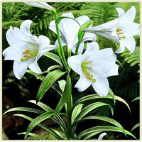 Lilium Longiflorum Flower seeds for Planting Premium Quality Heirloom & GMO Free Seeds for Home Garden