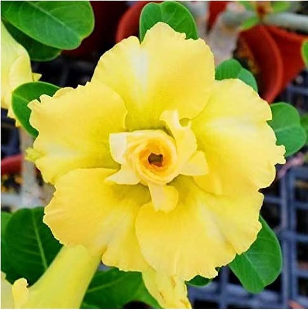 Red Light Yellow Adenium Flower Seeds for Planting Drought Tolerant Heirloom & GMO Free Seeds for Home Garden
 
 Sale