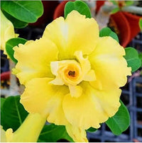 Red Light Yellow Adenium Flower Seeds for Planting Drought Tolerant Heirloom & GMO Free Seeds for Home Garden
 
 Sale