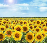 Sunflower Skyscraper Seeds for Towering Garden Sunflowers