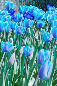 Sky Blue Tulip Flower Seeds for Planting – Hardy Variety Heirloom & GMO Free Seeds for Home Garden
 
 Sale