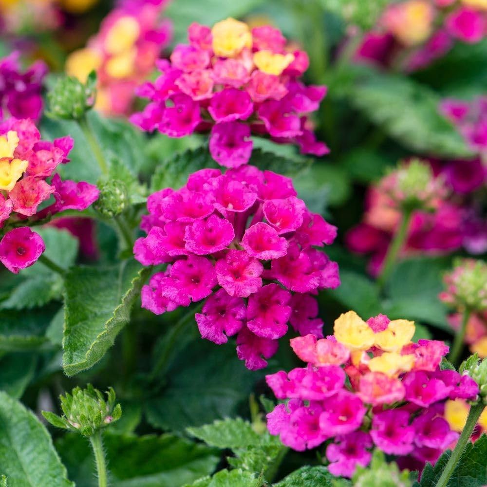 Pink Lantana Flower Planting Seeds - Brighten Your Garden with Vibrant Blooms