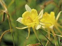 Akelei Pflanze Flower seeds for Planting - Sun Loving, Heirloom & GMO Free Seeds for Home Garden