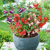 Balsam Flower seeds for Planting - Drought Tolerant, Heirloom & GMO Free Seeds for Home Garden