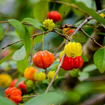 Surinam Fruit Planting Seeds - Exotic Berry Bush Seeds