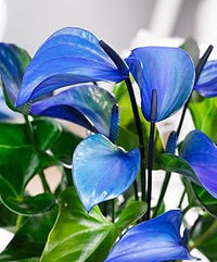 Anthurium Flower seeds for Planting Low Maintenance Heirloom & GMO Free Seeds for Home Garden 
 
 Sale for planting in home garden