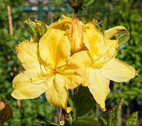 Yellow Rhododendron Flower seeds for Planting Long Bloom Season Heirloom & GMO Free Seeds for Home Garden 
 
 Sale
