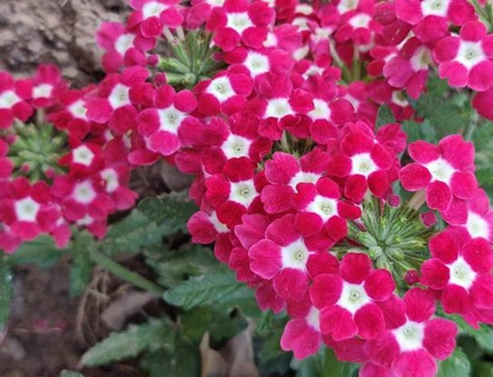 Burgundy Verbena Flower seeds for Planting - Pollinator Friendly, Heirloom & GMO Free Seeds for Home Garden
