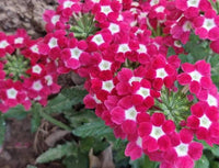 Burgundy Verbena Flower seeds for Planting - Pollinator Friendly, Heirloom & GMO Free Seeds for Home Garden