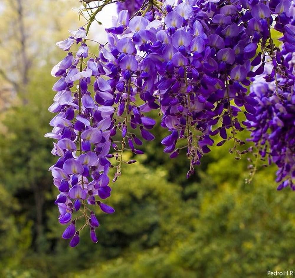 Heirloom Purple Chinese Wisteria Flower seeds for Planting Premium Quality Heirloom & GMO Free Seeds for Home Garden