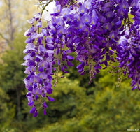 Heirloom Purple Chinese Wisteria Flower seeds for Planting Premium Quality Heirloom & GMO Free Seeds for Home Garden