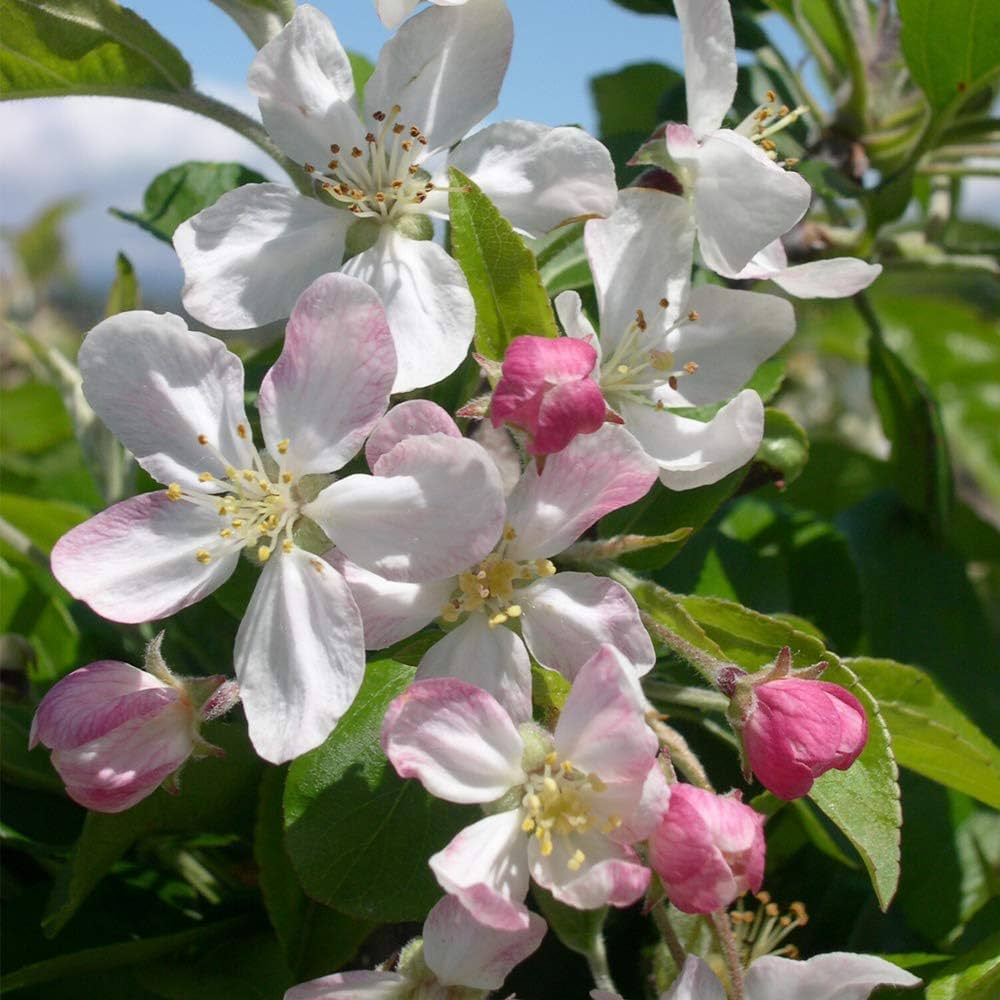Malus Flower seeds for Planting Low Maintenance Heirloom & GMO Free Seeds for Home Garden