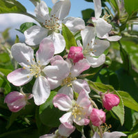 Malus Flower seeds for Planting Low Maintenance Heirloom & GMO Free Seeds for Home Garden
