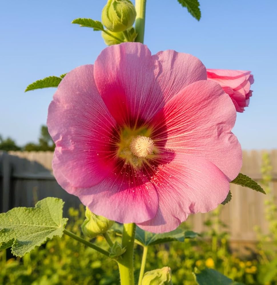 Mixed Alcea Rosea Flower seeds for Planting - Colorful Display, Heirloom & GMO Free Seeds for Home Garden