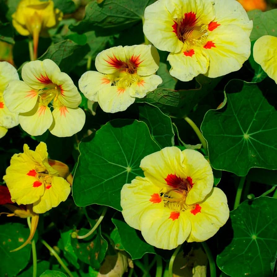 Yellow Peach Nasturtium Flower seeds for Planting Long Bloom Season Heirloom & GMO Free Seeds for Home Garden