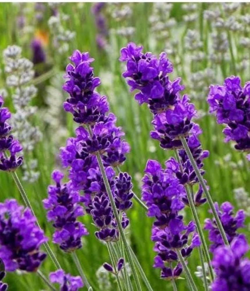 Lavender Angustifolia Flower seeds for Planting - Compact Growth, Heirloom & GMO Free Seeds for Home Garden