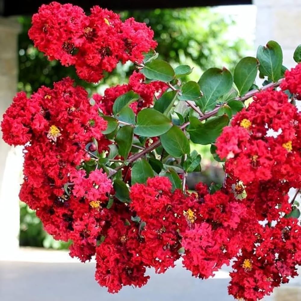 Crepe Myrtle Flower seeds for Planting Seasonal Bloomer Heirloom & GMO Free Seeds for Home Garden