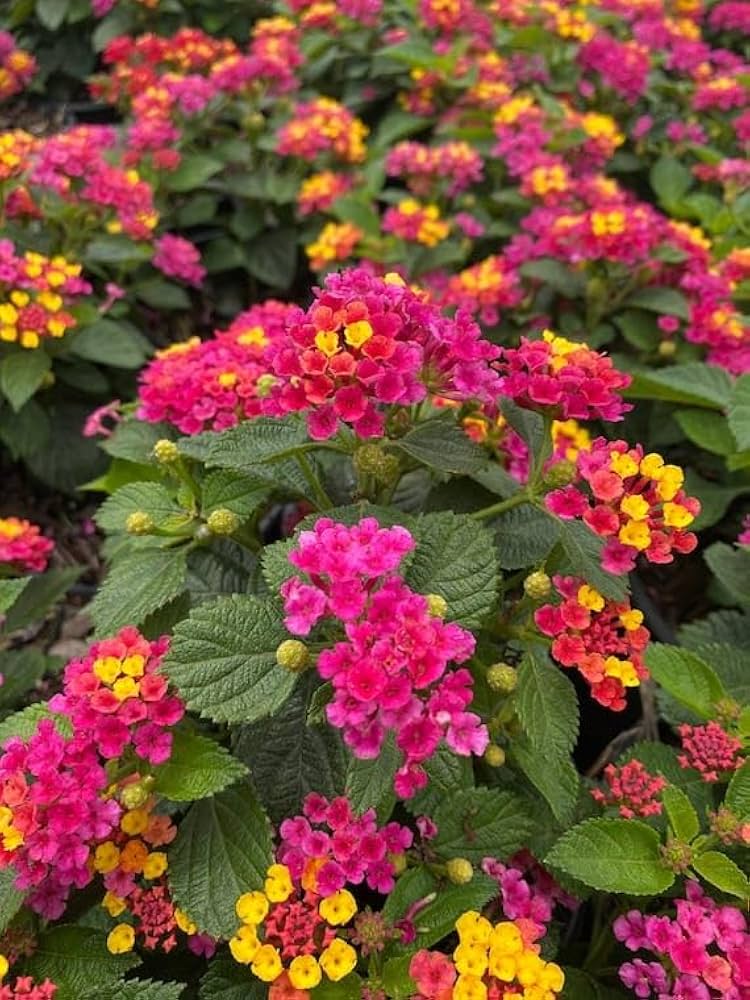 Pink Lantana Flower Planting Seeds - Brighten Your Garden with Vibrant Blooms